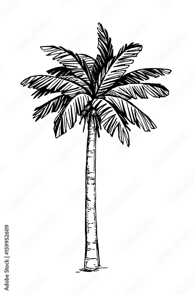 Obraz premium Coconut palm tree