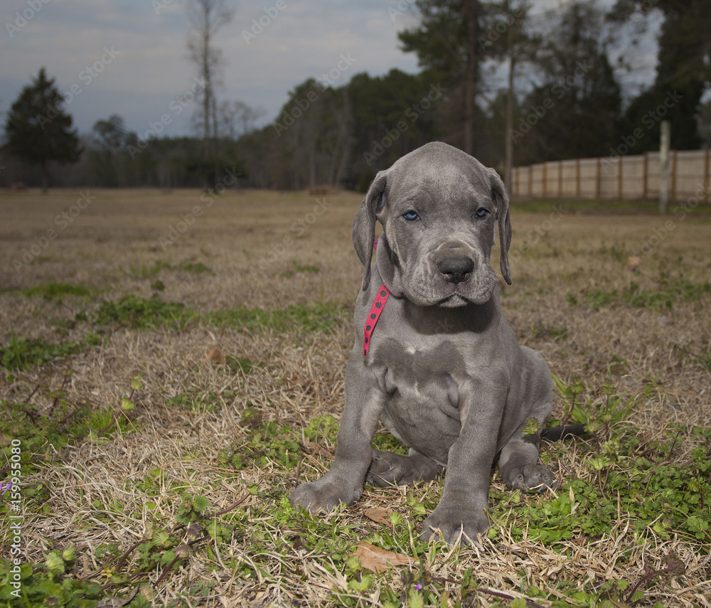 Evening sets on a Great Dane puppy Evening sets on a Great Dane puppy