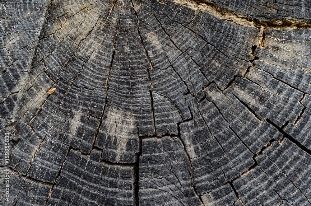 Fototapeta premium Wooden texture for background