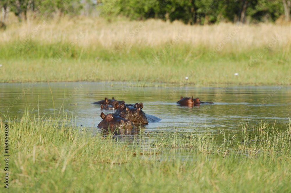 Hippopotamus in African Safari in Botsuana Moremi Game Reserve, Hippo Hippopotamus in African Safari in Botsuana Moremi Game Reserve, Hippo
