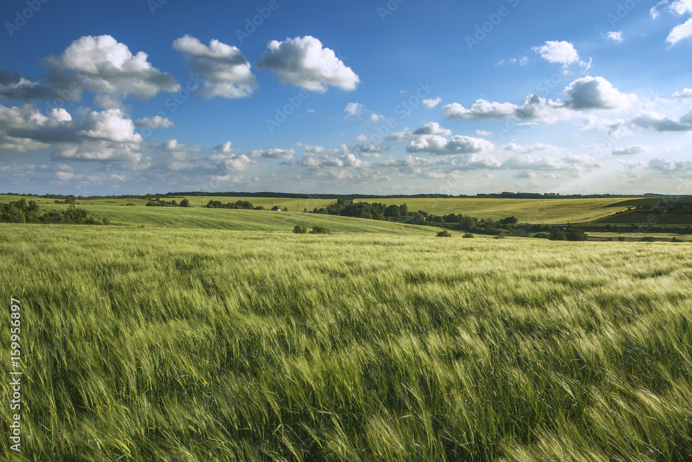 Wheat field landscape