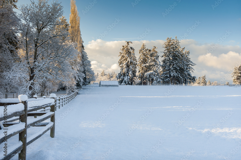 Fototapeta premium Beautiful Country Drive After a Snowstorm. Fresh powdery snow carpets the landscape after a recent snowstorm on an island in the Puget Sound area of the Pacific Northwest.