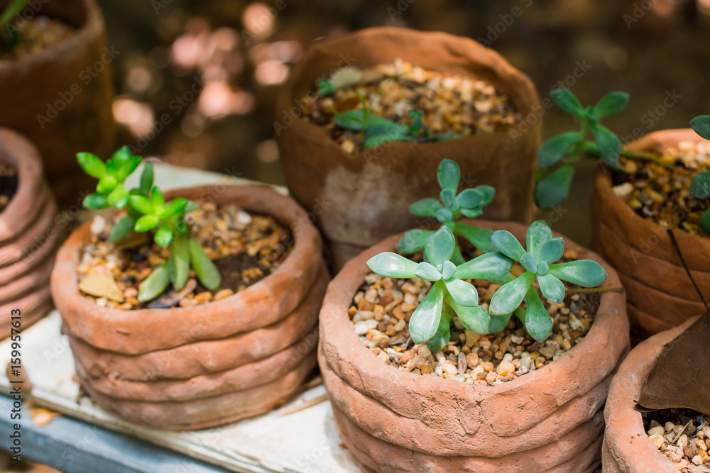 Planting small ornamental plants Planting small ornamental plants