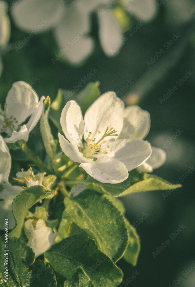 Fresh branch of a tree with flowers and leaves in the background of the garden Fresh branch of a tree with flowers and leaves in the background of the garden