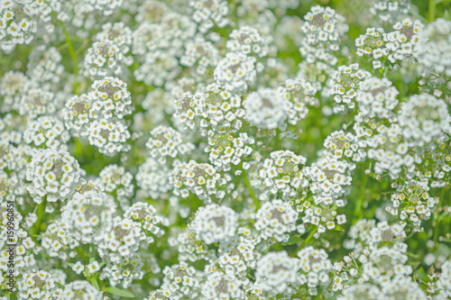 The bush with small white flowers