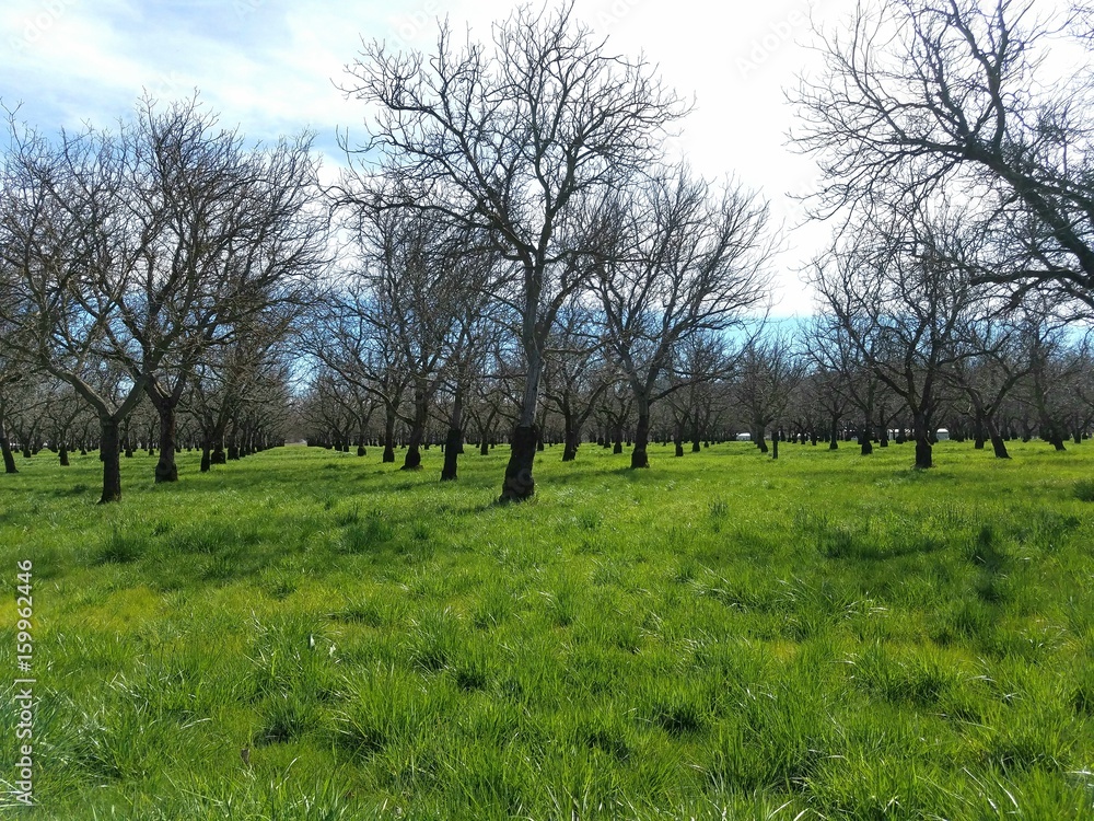 Walnut orchard Walnut orchard