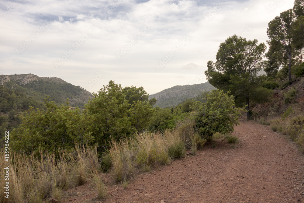 Obraz premium Through the desert of the palms in castellon, spain