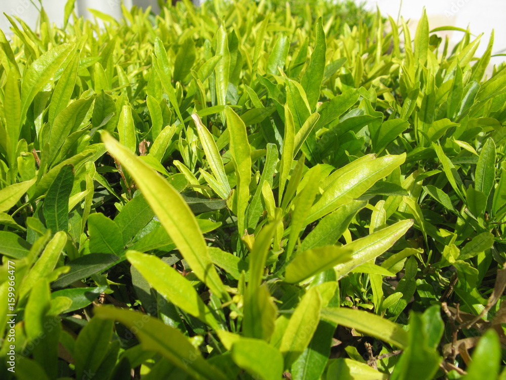 Obraz premium nature