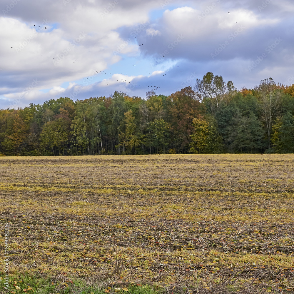 Naklejka premium field and trees under cloudy sky