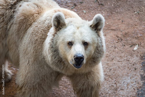 Wallpaper Mural Morning Tour at Safari Ramat Gan Torontodigital.ca