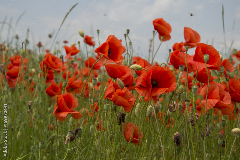 Obraz premium Poppy field