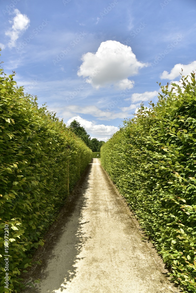 Chemin entre deux murs de poiriers au verger du château de Gaasbeek près de Bruxelles Chemin entre deux murs de poiriers au verger du château de Gaasbeek près de Bruxelles