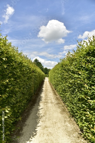 Chemin entre deux murs de poiriers au verger du château de Gaasbeek près de Bruxelles 
