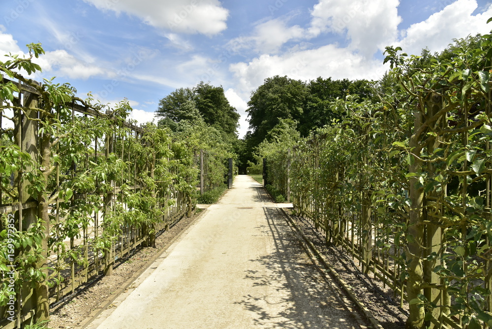 Chemin entre les murs de plantes fruitières maintenues par des structures en bois au verger du château de Gaasbeek près de Bruxelles