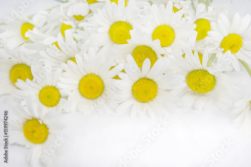 white daisies flowers on white background