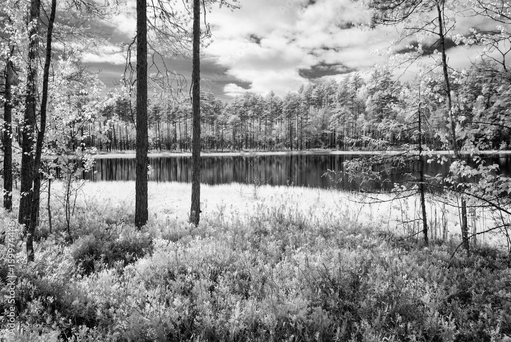 forest lake in hot summer day. infrared image forest lake in hot summer day. infrared image
