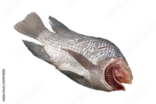 Fresh Tilapia cut head for cooking on white background,thailand