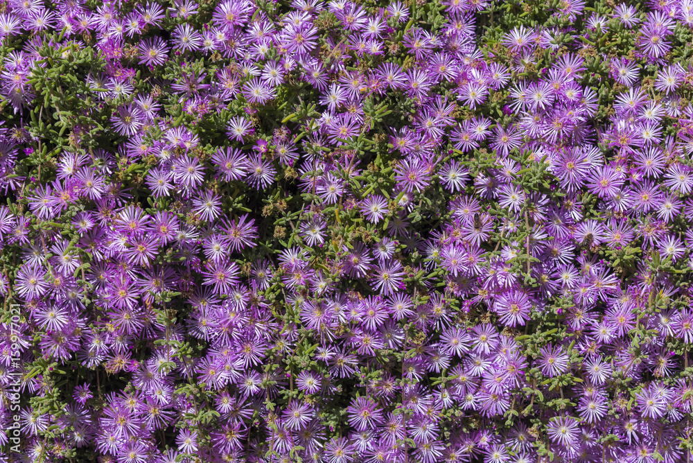 Fototapeta premium Fondo de flores.
