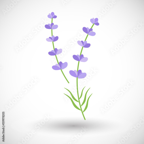 Fototapeta Naklejka Na Ścianę i Meble -  Lavender plant vector flat icon