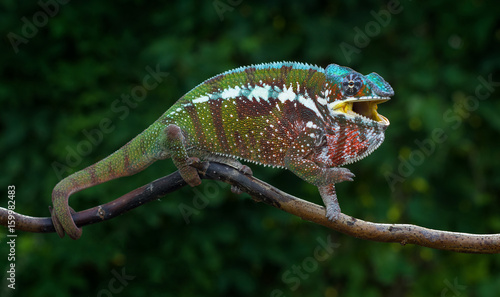 Chameleon Furcifer pardalis Antalaha angry male panther chameleon