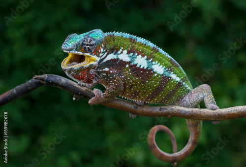 Chameleon Furcifer pardalis Antalaha angry male panther chameleon photo