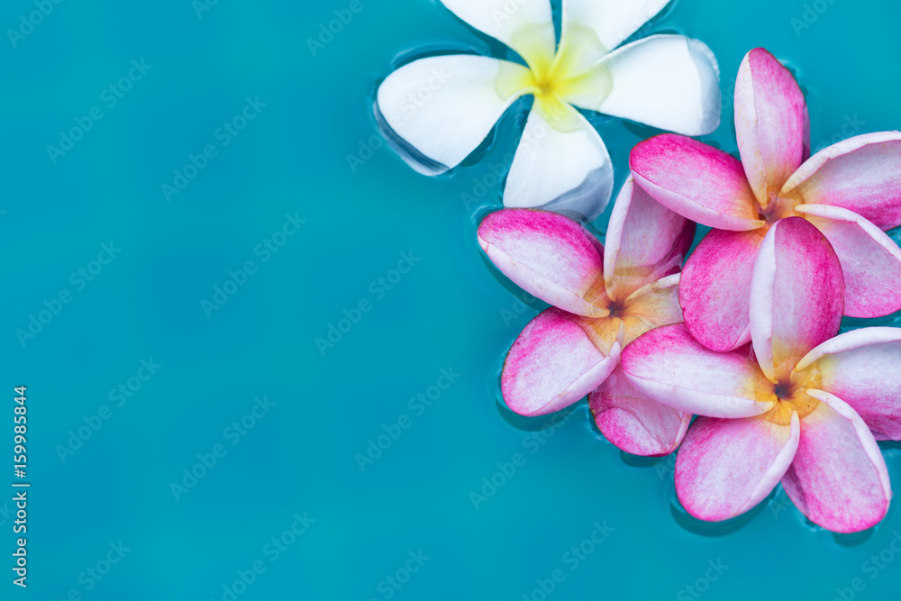 Naklejka premium Frangipani Plumeria flower tropical pool