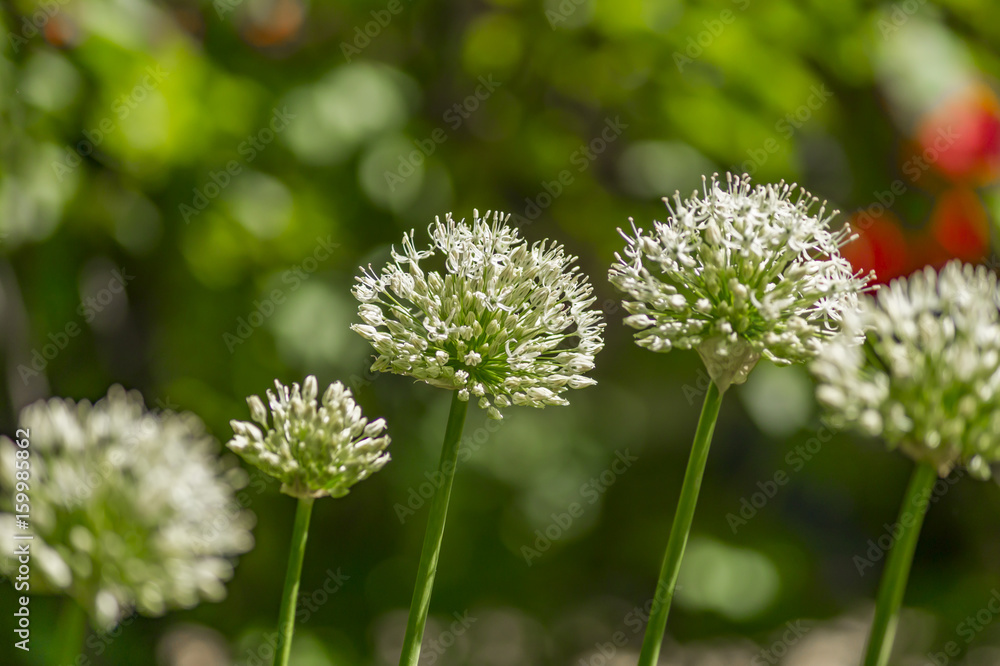 flower head of the edible onion (Allium cepa). Selective focus. flower head of the edible onion (Allium cepa). Selective focus.