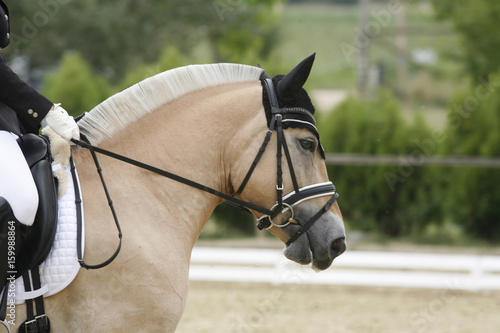 Young norwegian fjord breed mare on dressage event with unknown rider