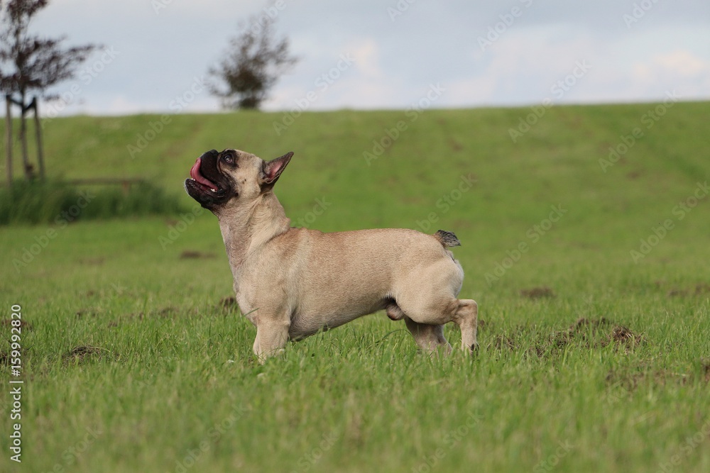 französische bulldogge steht im garten französische bulldogge steht im garten