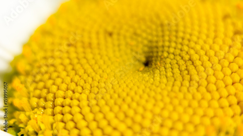The center of a daisy flower is a matrix of yellow stamens. Macro photography as a distinct vegetative natural background on the theme of environmental protection. Center of the chamomile flower.