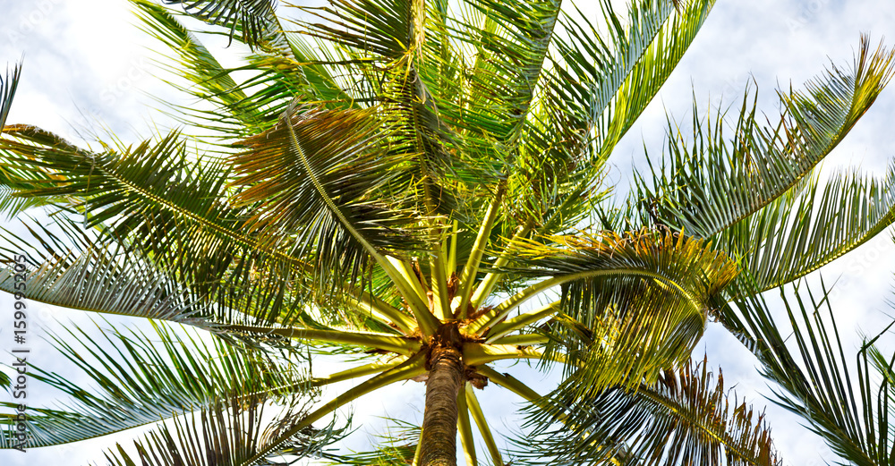 palm leaf and branch view from down palm leaf and branch view from down