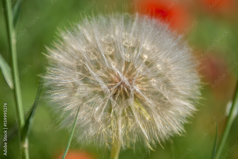 Sieht aus wie eine große Pusteblume, ist aber Wiesen-Bockbart Sieht aus wie eine große Pusteblume, ist aber Wiesen-Bockbart