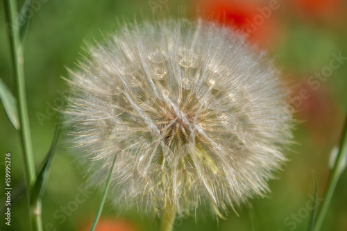 Sieht aus wie eine gro  e Pusteblume  ist aber Wiesen-Bockbart