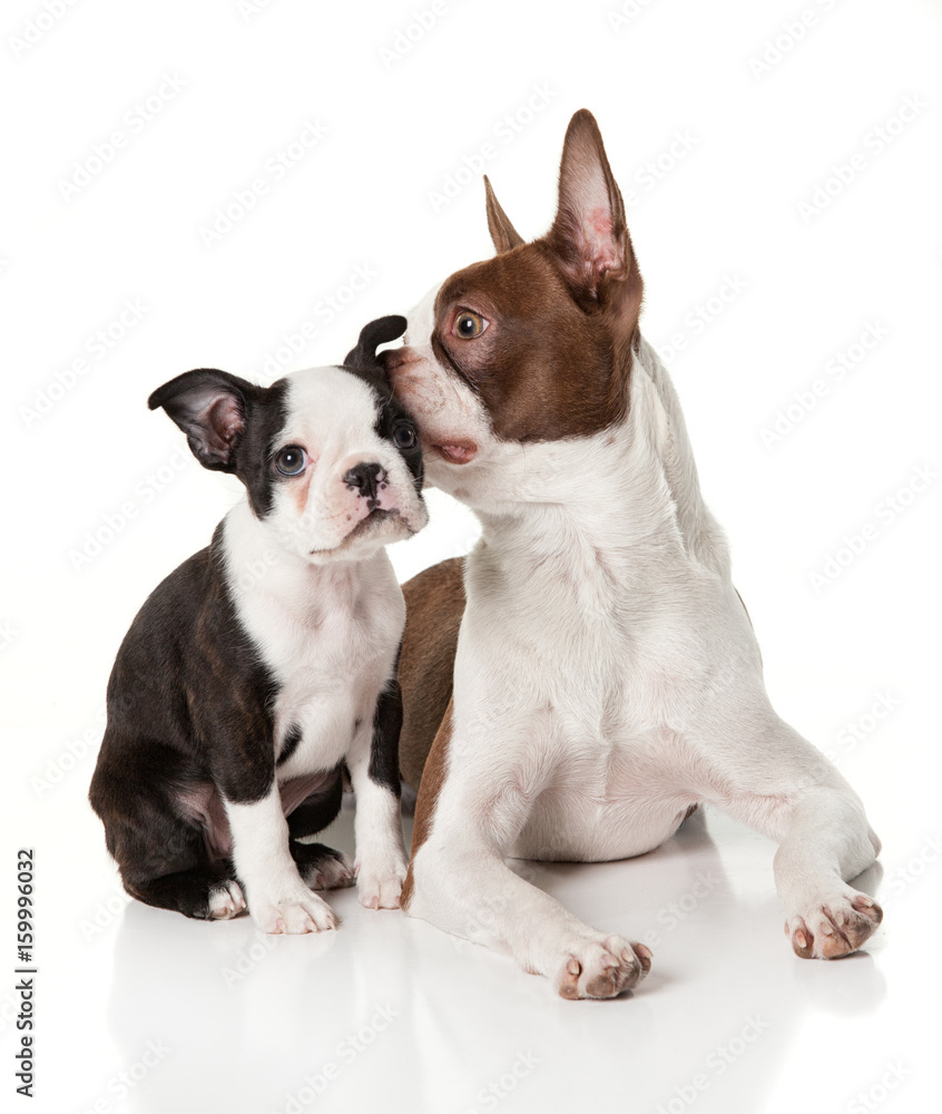 Red Boston Terrier whispering into a Boston Terrier Puppy's ear