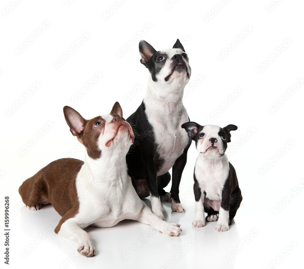 Three Boston Terriers sitting together looking up Three Boston Terriers sitting together looking up