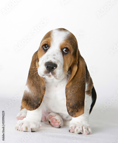 Puppy Basset Hound sitting on white background looking at the camera with sad puppy eyes