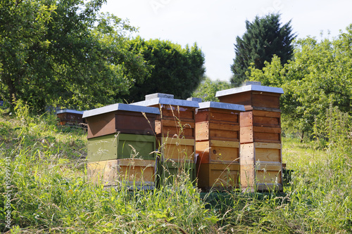 Bienenstock, verschiedene Bienenstöcke auf einer Wiese