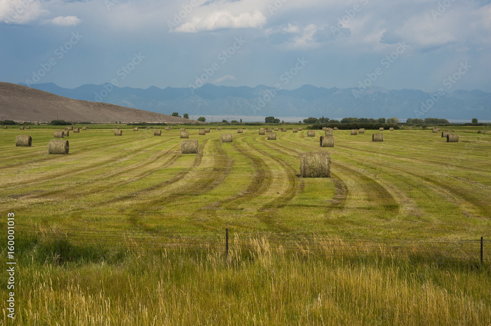 Field of Baled Hay