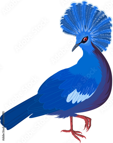 victoria crowned pigeon