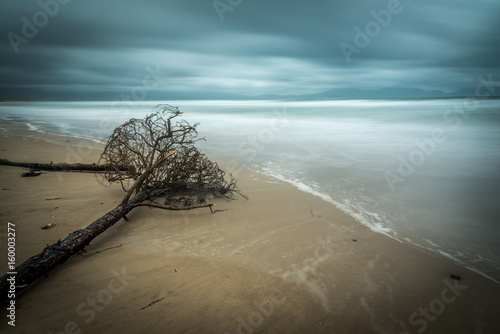 Valokuva Long exposure with a fallen tree laying on the beach