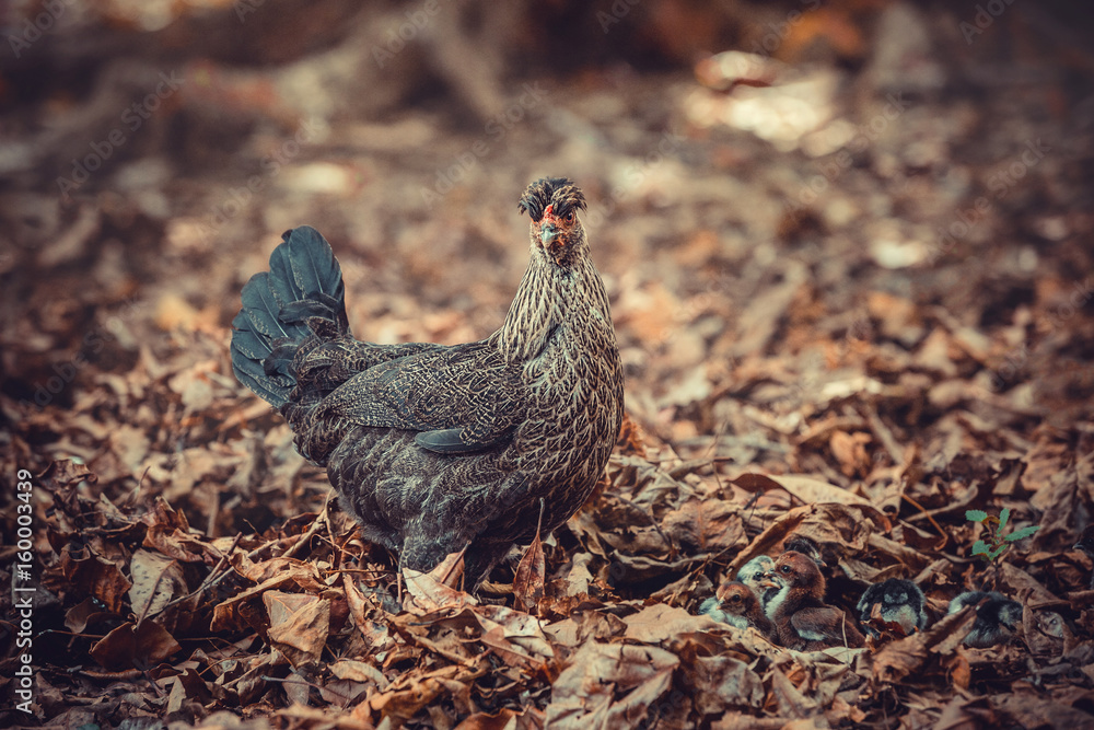 hen with chicks hen with chicks