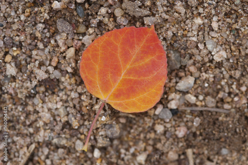 Autumn Aspen Leaf Autumn Aspen Leaf