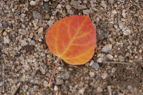 Autumn Aspen Leaf