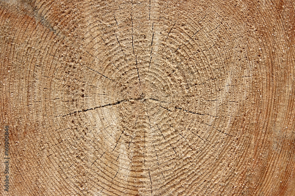Naklejka premium Felled tree in the foresty