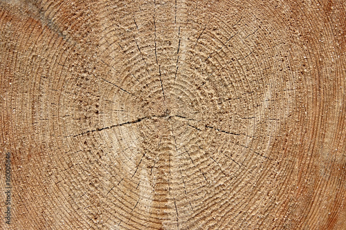 Felled tree in the foresty