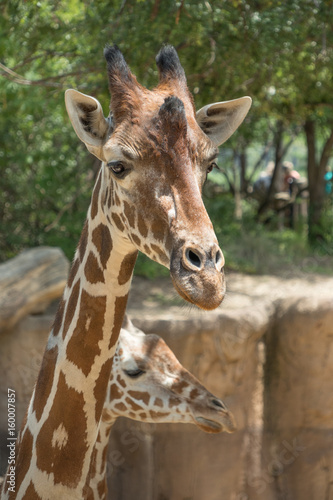 Giraffe Closeup © Martina