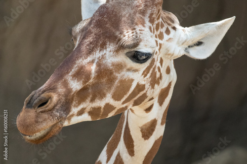 Giraffe Closeup © Martina