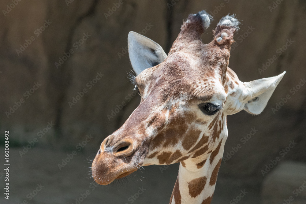 Obraz premium Giraffe Closeup