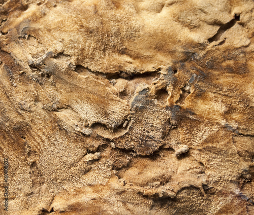 Zunder zum Feuermachen  Baumschwamm  Fomes fomentarius  Textur  Nahaufnahme