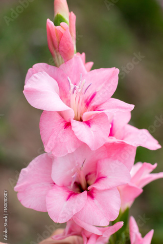 Pink Gladiolus